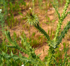 Onopordum alexandrinum