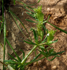 Pteranthus dichotomus