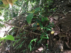 Meiogyne stenopetala