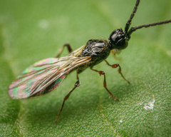 Coptera