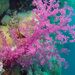 Carnation Corals - Photo (c) Tom Heijnen, some rights reserved (CC BY-NC), uploaded by Tom Heijnen