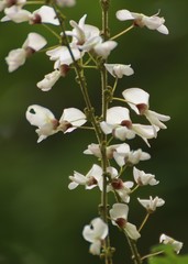 Derris scandens