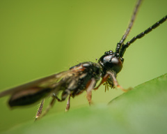 Coptera