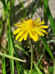 Crepis sancta