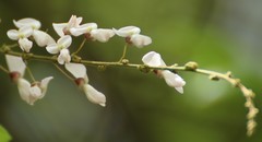 Derris scandens