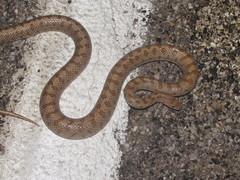 Arizona elegans eburnata