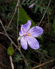 Erodium gruinum