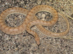 Arizona elegans eburnata