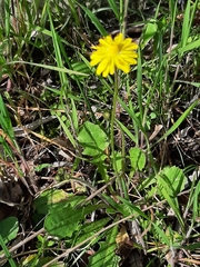 Crepis sancta