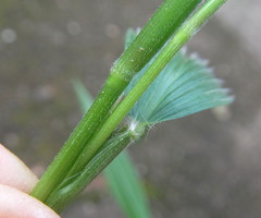 Setaria plicatilis