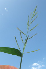 Setaria plicatilis