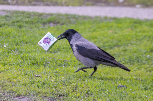 Corneja cenicienta (Corvus cornix)