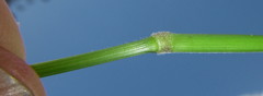 Setaria plicatilis