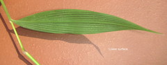 Setaria plicatilis