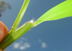 Setaria plicatilis