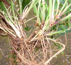 Setaria plicatilis