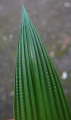 Setaria plicatilis