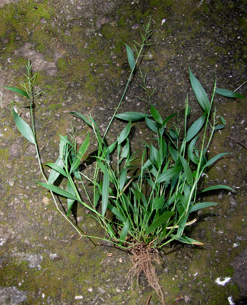Folded-Leaf Tussock Grass