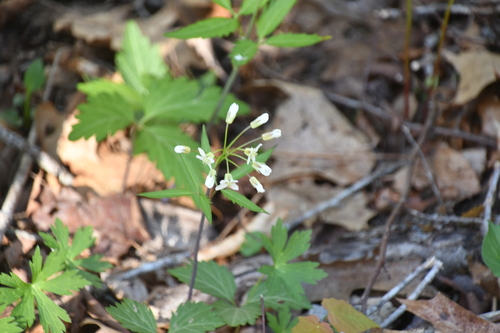 Cardamine angustata observed 2026-04-26
