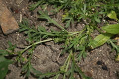 Lepidium coronopus