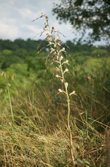 Himantoglossum caprinum