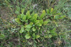 Klasea erucifolia