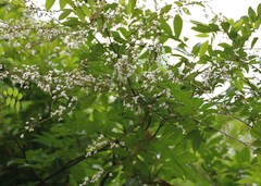 Derris scandens