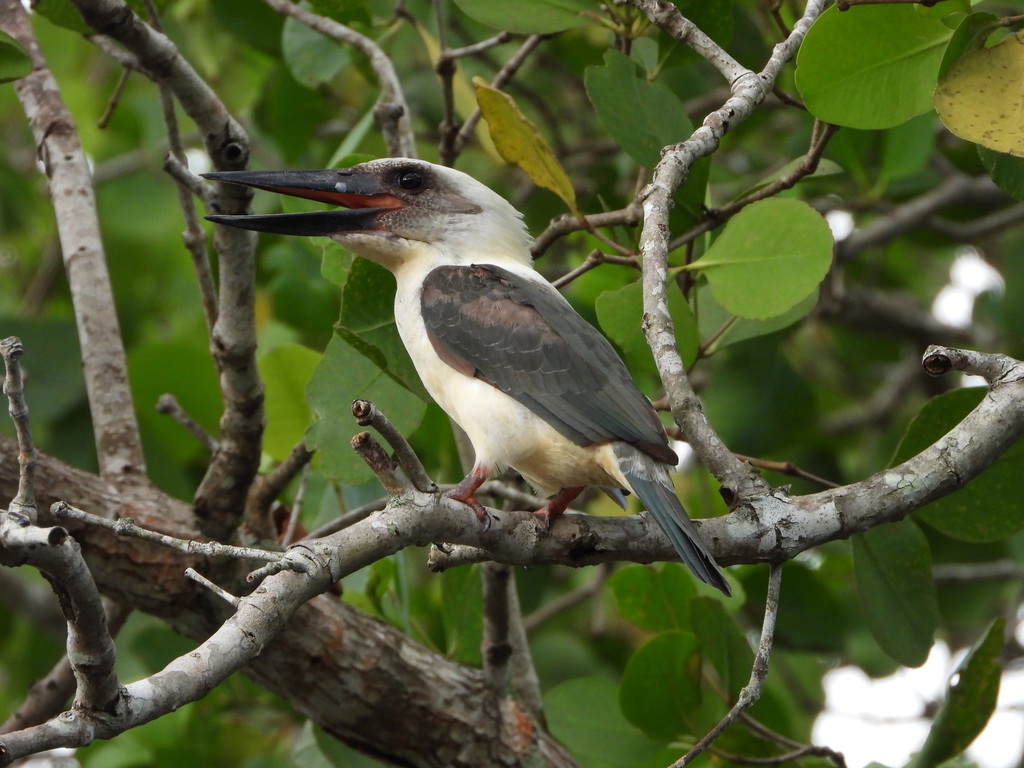 Pekaka bua-bua (Pelargopsis melanorhyncha)