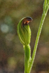Pterostylis clivosa
