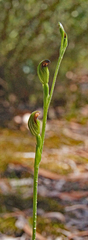 Pterostylis clivosa