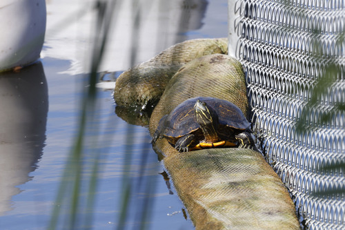 Trachemys scripta elegans