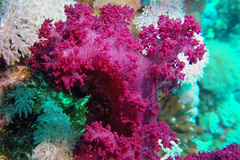 Dendronephthya hemprichi