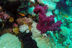 Dendronephthya hemprichi