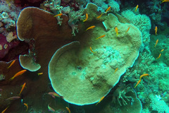 Podabacia sinai