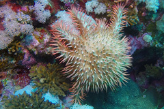 Acanthaster
