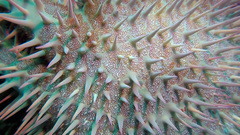 Acanthaster
