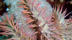 Acanthaster