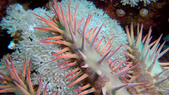 Acanthaster