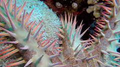 Acanthaster