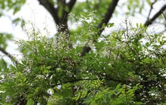 Derris scandens