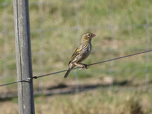 Yellow Bishop (Euplectes capensis), photo 4
