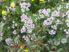 Chaetosciadium trichospermum