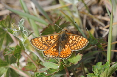 Euphydryas aurinia asiatica