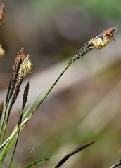 Carex cespitosa
