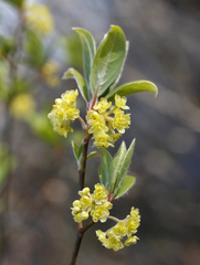 Lindera umbellata