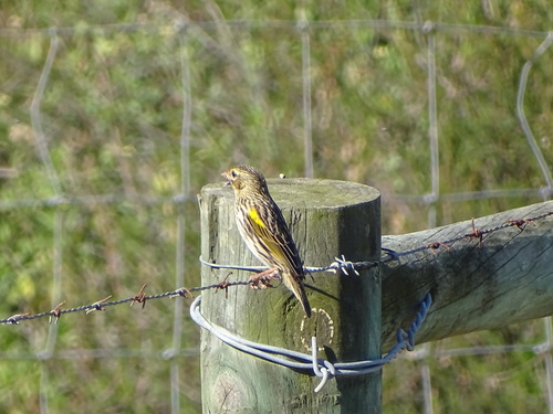 Yellow Bishop (Euplectes capensis), photo 9