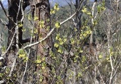 Lindera umbellata