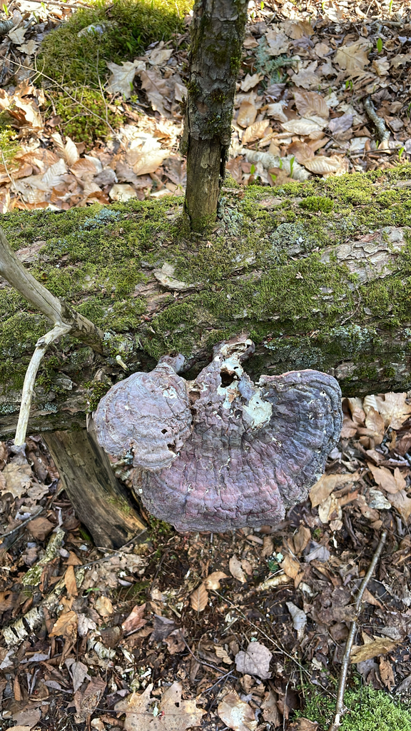 Ganoderma tsugae · April 2026 · photo: © mnerrie (iNaturalist, cc-by)