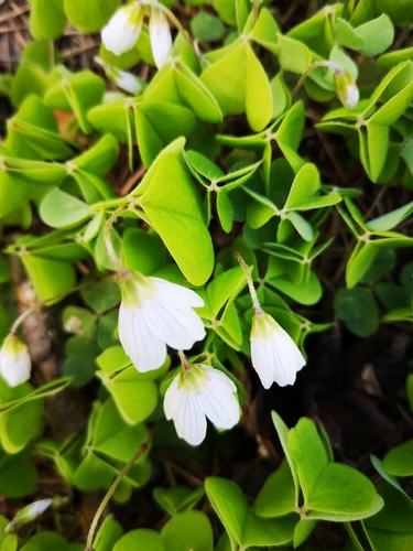 Paprastasis kiškiakopūstis