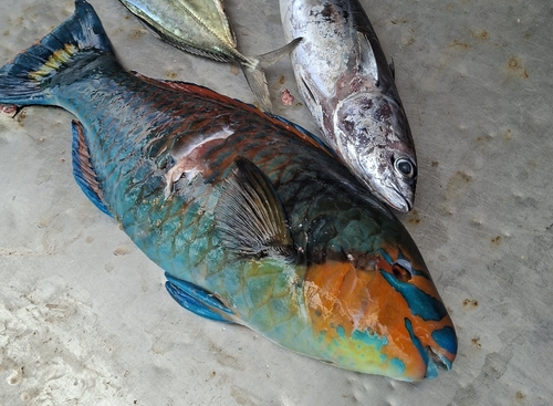 Scarus hoefleri